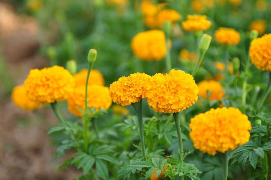 ดาวเรือง สรรพคุณและประโยชน์