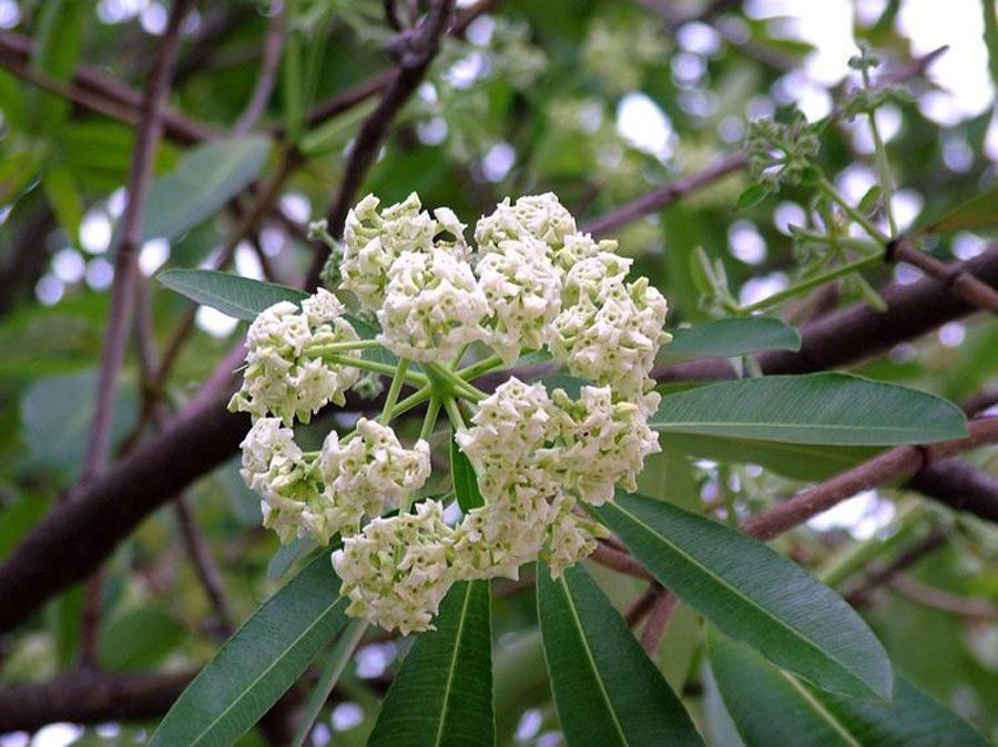 ตีนเป็ดน้ำ สรรพคุณและประโยชน์