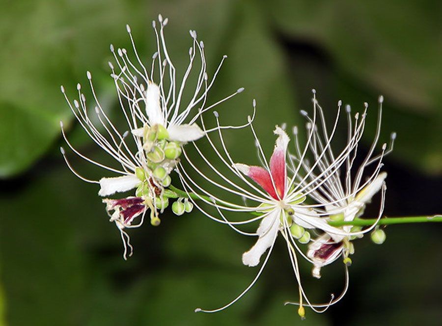 ชิงชี่ สรรพคุณและประโยชน์