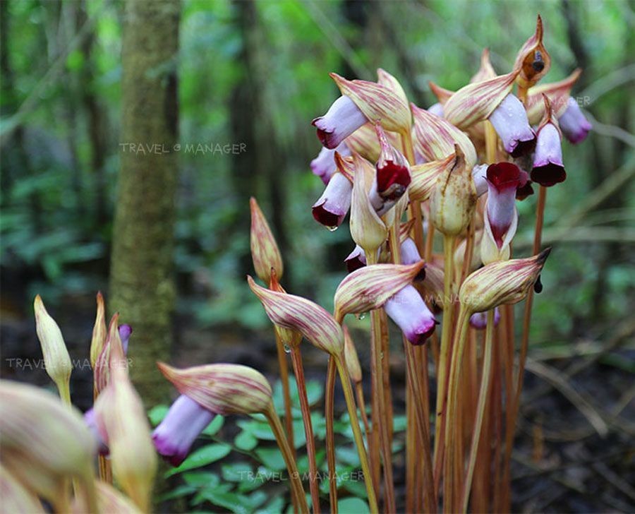 ดอกดินแดง สรรพคุณและประโยชน์ 32