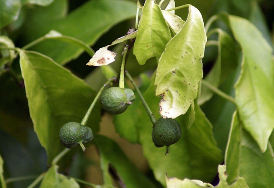 ดีหมี สรรพคุณและประโยชน์