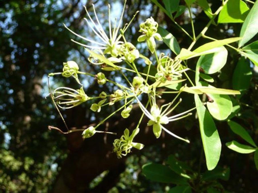 แจง สรรพคุณและประโยชน์