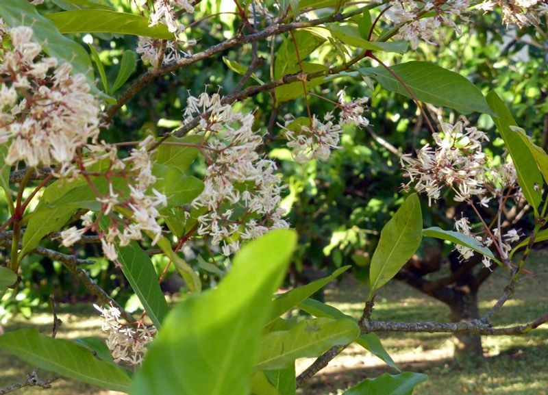 จันทนา สรรพคุณและประโยชน์