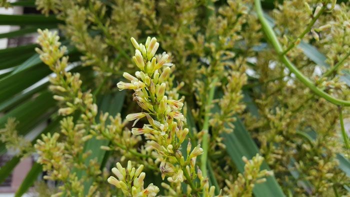 จันผา สรรพคุณและประโยชน์