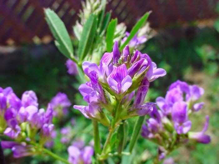 อัลฟัลฟ่า สรรพคุณและประโยชน์