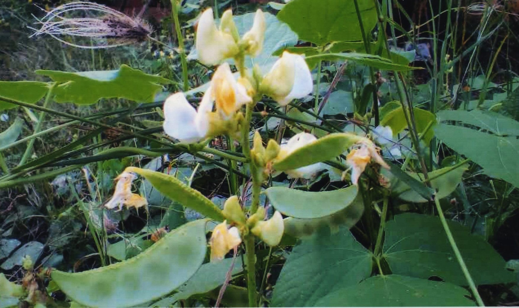 ถั่วแปบ สรรพคุณและประโยชน์