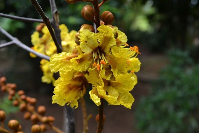 อะราง สรรพคุณและประโยชน์