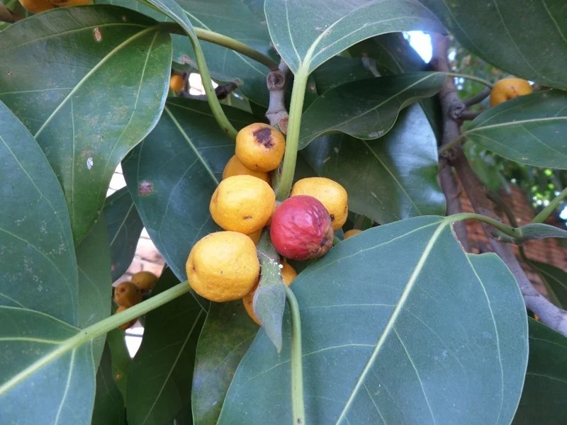 กร่าง สรรพคุณและประโยชน์