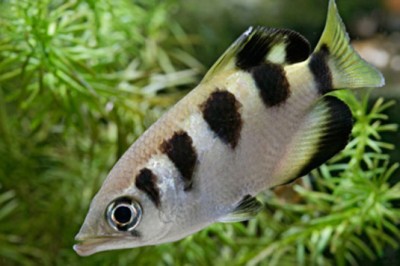 ปลาขมังธนู (เสือพ่นน้ำ)