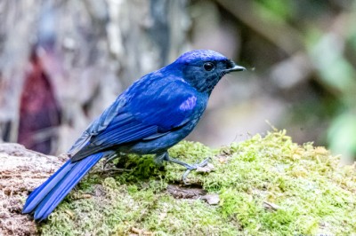 นกนิลตวาใหญ่ Large Niltava