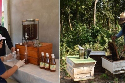 ต้องชิม! ปีละครั้ง น้ำผึ้งสาบเสือ เหลืองทอง หอม หวาน สรรพคุณทางยาเพียบ