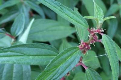 ขอบชะนาง สรรพคุณและประโยชน์