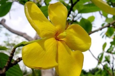 คำมอกหลวง สรรพคุณและประโยชน์