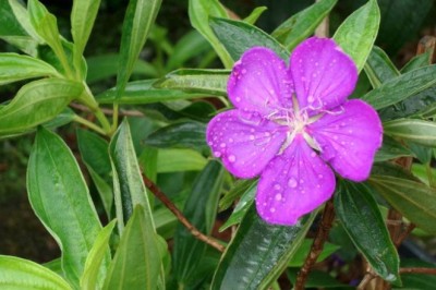 โคลงเคลง สรรพคุณและประโยชน์