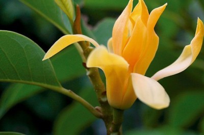 จำปี สรรพคุณและประโยชน์