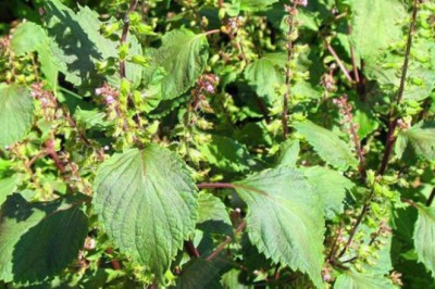 งาขี้ม้อน สรรพคุณและประโยชน์