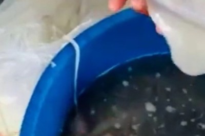 ระวัง! เมนูหมึกช็อต ที่ใครหลายคนนิยมรับประทาน ถ้าได้เห็นคลิปนี้ระวังมีอ้วก