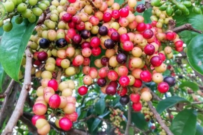 มะเม่า สรรพคุณและประโยชน์