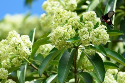 พญาสัตบรรณ (ต้นตีนเป็ด) สรรพคุณและประโยชน์