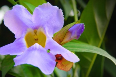 รางจืด สรรพคุณและประโยชน์