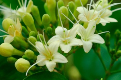 กันเกรา สรรพคุณและประโยชน์