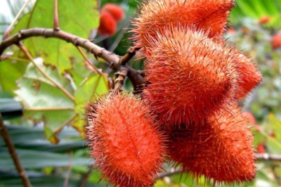 คำไทย สรรพคุณและประโยชน์