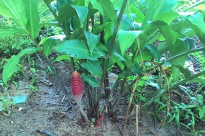 ไพล ว่านไพล สรรพคุณและประโยชน์