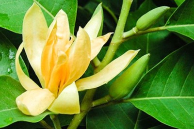 จำปา สรรพคุณและประโยชน์