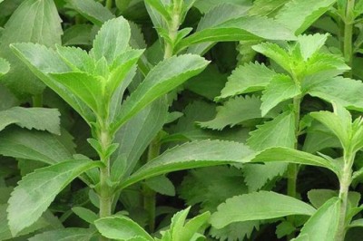 หญ้าหวาน สรรพคุณและประโยชน์