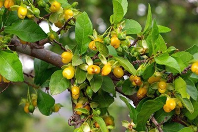 ข่อย สรรพคุณและประโยชน์