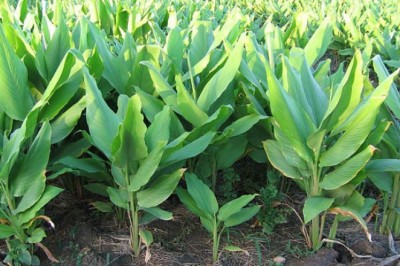 กระชาย สรรพคุณและประโยชน์