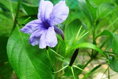 ต้อยติ่ง สรรพคุณและประโยชน์