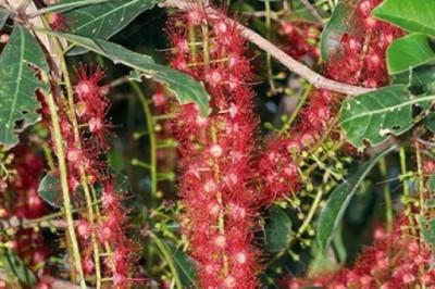 จิกน้ํา สรรพคุณและประโยชน์