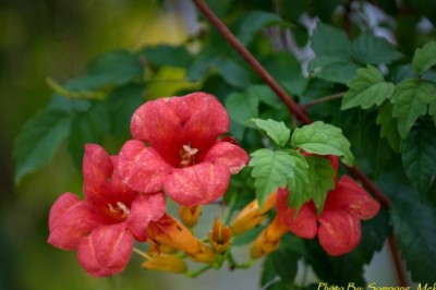 รุ่งอรุณ สรรพคุณและประโยชน์