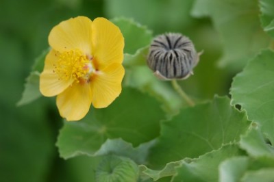 ครอบฟันสี สรรพคุณและประโยชน์