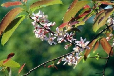 ติ้วขน สรรพคุณและประโยชน์