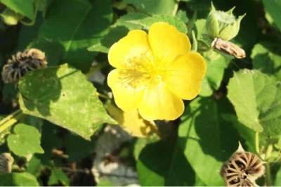 หญ้าขัดหลวง สรรพคุณและประโยชน์