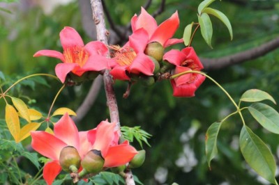 งิ้วแดง สรรพคุณและประโยชน์