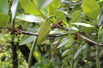 โกงกางใบเล็ก สรรพคุณและประโยชน์