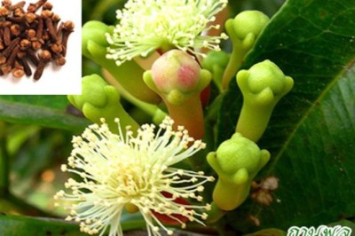 กานพลู สรรพคุณและประโยชน์