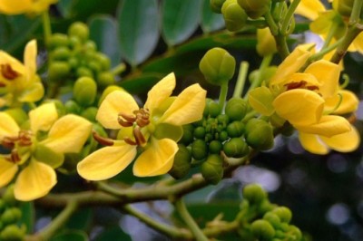 ขี้เหล็ก สรรพคุณและประโยชน์