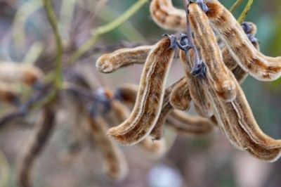 หมามุ่ย สรรพคุณและประโยชน์