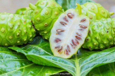 ลูกยอ สรรพคุณและประโยชน์