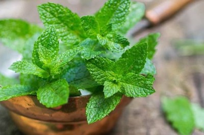 สะระแหน่ สรรพคุณและประโยชน์