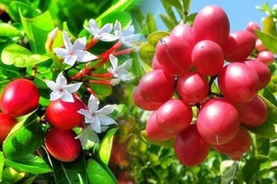 มะม่วงหาวมะนาวโห่ สรรพคุณและประโยชน์