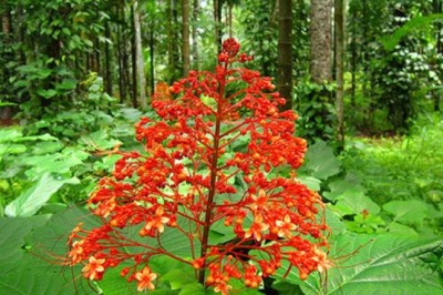 นมสวรรค์ สรรพคุณและประโยชน์