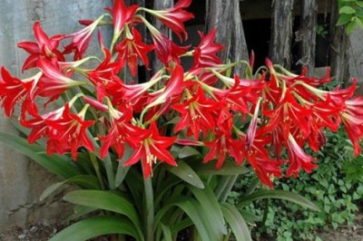 ว่านสี่ทิศ  สรรพคุณและประโยชน์