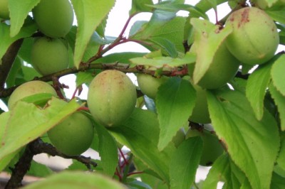 บ๊วย สรรพคุณและประโยชน์