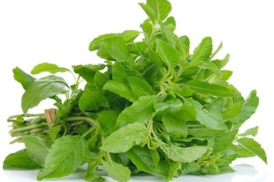 กะเพรา สรรพคุณและประโยชน์