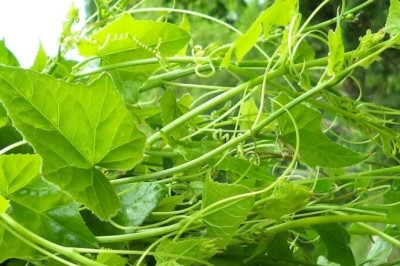 ตำลึง สรรพคุณและประโยชน์